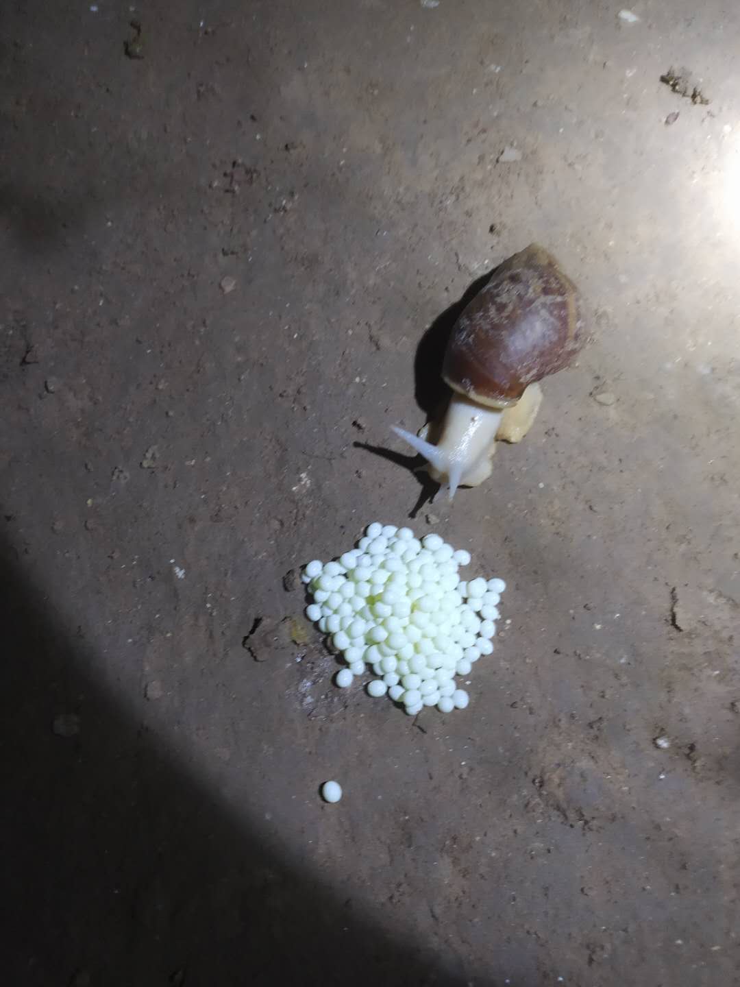 白玉蜗牛卵