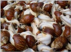 白玉蜗牛的寿命大概是多久？