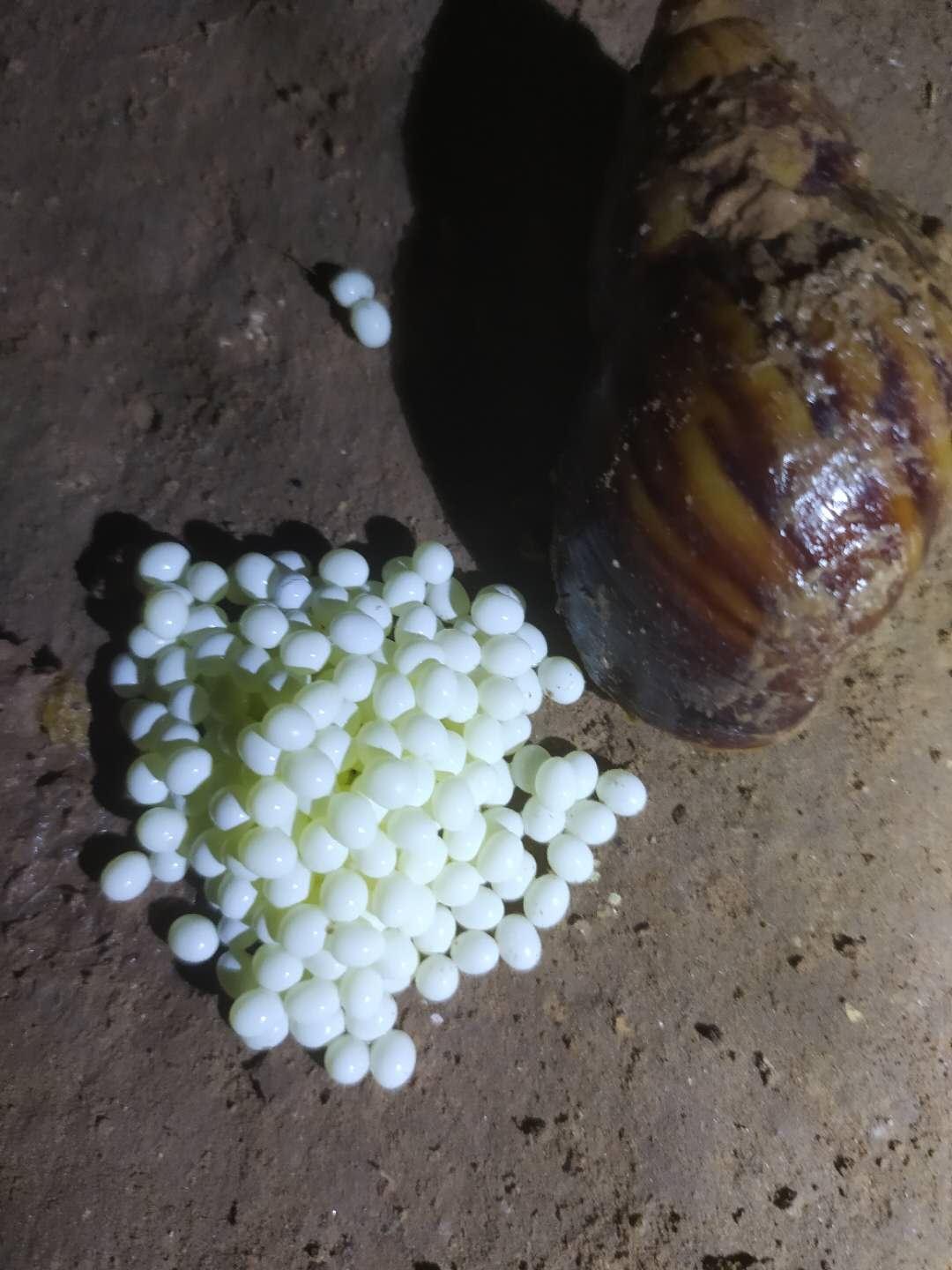 白玉蜗牛卵