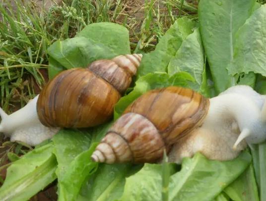 饲养白玉蜗牛应注意些什麽?