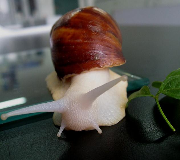 白玉蜗牛杂食与偏食的习性