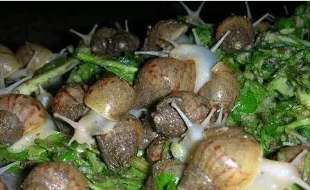 白玉蜗牛幼年的饲养