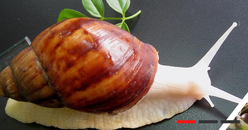 白玉蜗牛需要如何进行饲养？