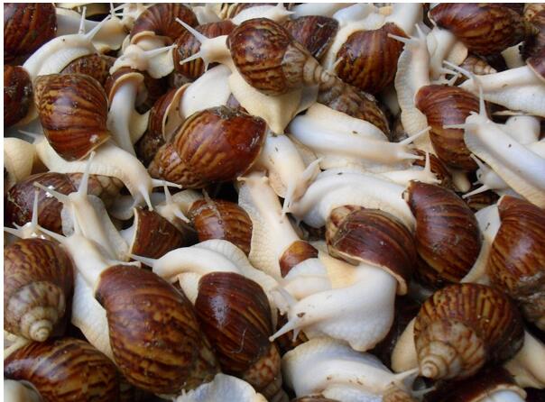 白玉蜗牛适合生长在什么样的环境下？