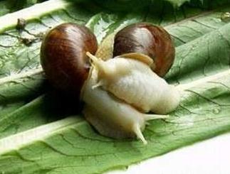 白玉蜗牛的饲养与繁殖要点