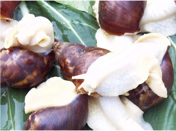 养育白玉蜗牛可以提高经济效益