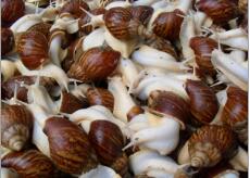 白玉蜗牛是个什么品种？