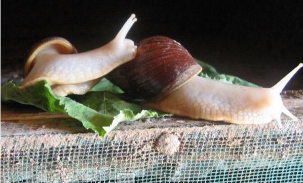 白玉蜗牛养殖保温方法
