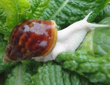 白玉蜗牛的饲养水和饲料