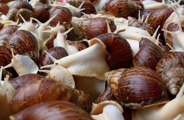 白玉蜗牛的营养价值