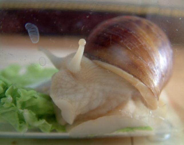 蜗牛的养殖和繁育