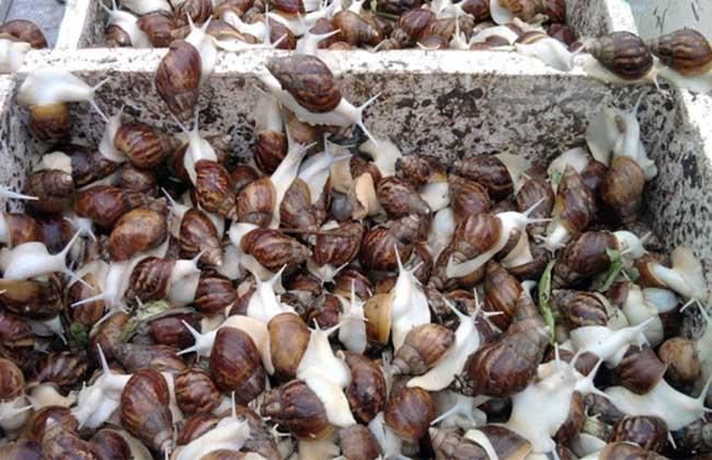 室内养殖白玉蜗牛法