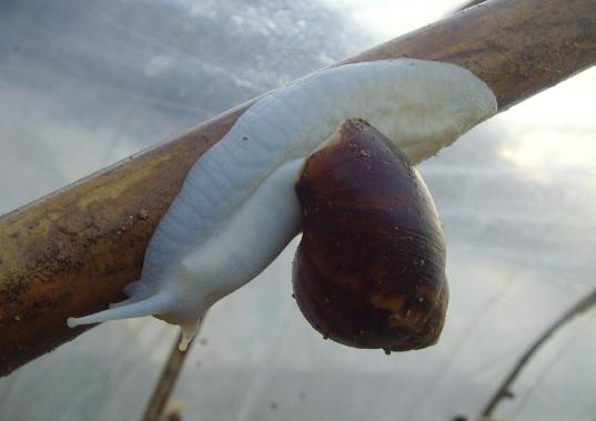 白玉蜗牛的野外养殖技术