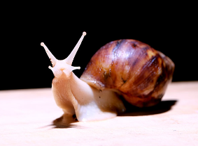 食用白玉蜗牛的注意事项以及清洗方法