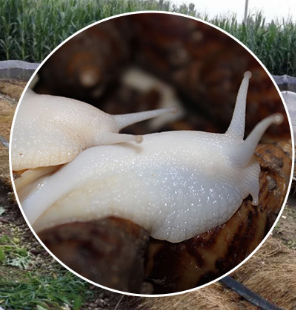 白玉蜗牛的三种养殖方法