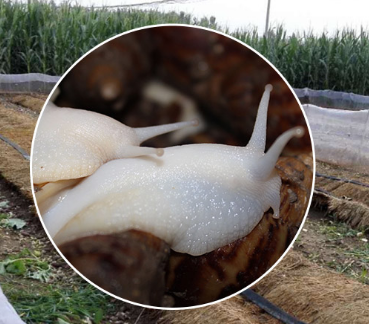 白玉蜗牛的冬季保温方法