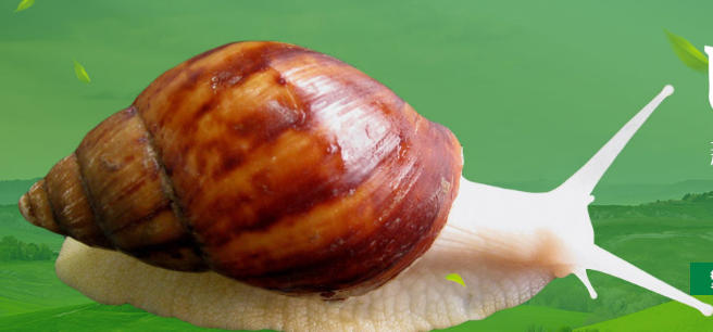 白玉蜗牛生长时要注意这些疾病！