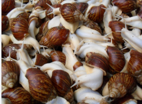  白玉蜗牛养殖过程中常见问题分析