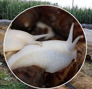  白玉蜗牛的天敌有哪些你知道吗？