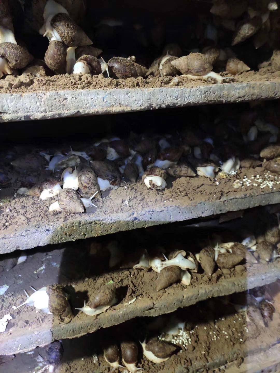 白玉蜗牛养殖环境有什么要求